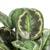 Decoratieve plant 37 x 37 x 41 cm Groen PVC