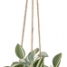 Plantă decorativă 24 x 35 x 25 cm Alb Verde PVC