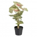 Декоративное растение Красный Зеленый PVC 40 x 35 x 55 cm