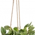 Dekorativ Plante 33 x 33 x 24 cm Hvit Grønn PVC