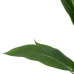 Dekorationspflanze 40 x 41 x 48 cm grün PVC