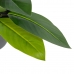 Декоративно Растение 50 x 45 x 48 cm Зелен PVC