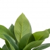 Decorative Plant 50 x 45 x 48 cm Green PVC