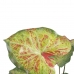 Διακοσμητικό Φυτό 48 x 46 x 55 cm Κόκκινο Πράσινο PVC