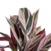Decoratieve plant 44 x 39 x 48 cm Roze Groen PVC