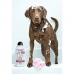 Shampoing pour animaux de compagnie Wahl Clean & Calm 750 ml