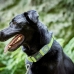 Koiran kaulapanta Hunter Plus Lanka Koko XL Lime väri (45-70 cm)