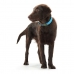 Zgardă pentru câini Hunter Convenience Turquoise (42-50 cm)