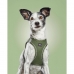 Dog Harness Gloria 31-34,6 cm Green XS 27-28 cm