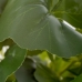 Dekorativ Plante Sement PEVA Ark 11,5 x 11,5 x 39 cm