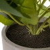 Dekor növény Cement PEVA Ágynemű 11,5 x 11,5 x 39 cm