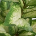 Dekorationspflanze Polyäthylen PEVA Dieffenbachia 42 x 42 x 52 cm