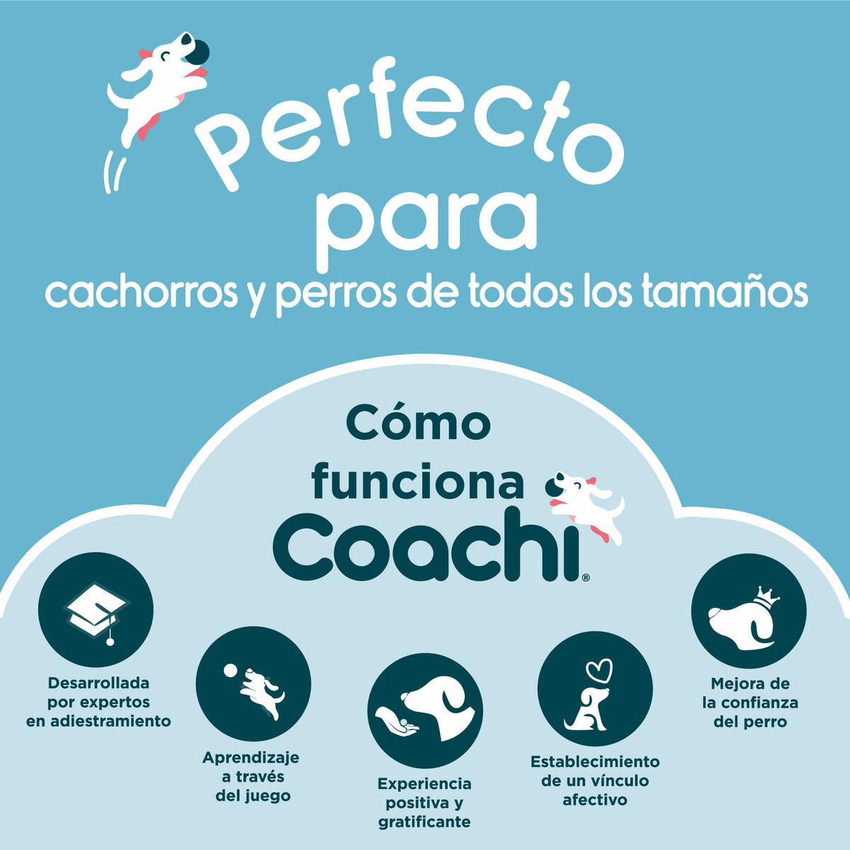 Apito Coachi