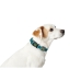 Dog collar Hunter Turquoise 12