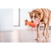 Παιχνίδια για Σκύλους Red Dingo 23,5 cm Καγκουρώ Εσωτερικό/Εξωτερικό