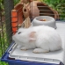 Klec Ferplast Rabbit 120 Kov Plastické 11,8 x 58,5 x 49,5 cm