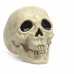 Skull White Halloween