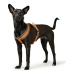 Imbracatura per Cani Hunter London Comfort Arancio S/M 52-62 cm
