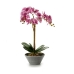 Decoratieve plant Orchidee 16 x 48 x 28 cm Plastic (4 Stuks)