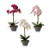 Dekorativ plante Orkide 16 x 48 x 28 cm Plastik (4 enheder)