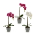 Plantă decorativă Orhidee Plastic 13 x 39 x 22 cm (6 Unități)