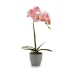 Dekorativ plante Orkide Plastik 13 x 39 x 22 cm (6 enheder)