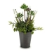 Planta Decorativa 8430852222145 Cinzento Verde Plástico 20 x 41 x 20 cm