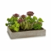 Plante décorative Succulent Plastique Ciment 16,5 x 20 x 28,5 cm (6 Unités)