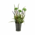 Dekoratyvinis augalas Levandos Metalinis Plastmasinis 13 x 40 x 13 cm (12 vnt.)