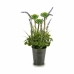 Dekorativna rastlina Sivka Kovina Plastika 13 x 40 x 13 cm (12 kosov)