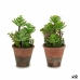 Decoratieve plant Vetplant Plastic 16 x 23 x 16 cm (12 Stuks)