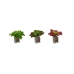 Dekorativ plante Ark Stor To-farvet Plastik 31 x 24 x 31 cm (6 enheder)