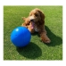 Giocattoli per cani Company of Animals Boomer Azzurro (250mm)