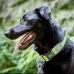 Hundehalsbånd Hunter Vario Plus Tråder Størrelse L Lime (40-60 cm)