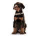 Coleira para Cães Hunter Alu-Strong Laranja Tamanho L (45-65 cm)