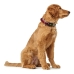 Suņa kaklasiksna Hunter Plus Vītnes buklets Sarkans L Izmērs (40-60 cm)