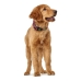 Dog collar Hunter Plus Thread Red Size L (40-60 cm)