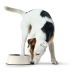 Karmnik dla psów Hunter Melamina Stal nierdzewna Biały 160 ml (14,5 x 14,5 x 7 cm)
