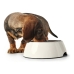 Ciotola per cani Hunter Melammina Acciaio inossidabile Bianco 160 ml (14,5 x 14,5 x 7 cm)