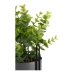 Decoratieve plant Grijs Eucalyptus Met steun Metaal Plastic (13 x 40 x 13 cm)
