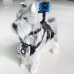 Pas za hišne ljubljenčke z nosilcem za športno kamero KSIX Črna