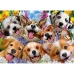 Puzzle Educa Doggy selfie 1000 Kusy