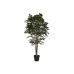 Árbol Home ESPRIT Polietileno Ficus 100 x 100 x 210 cm