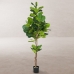 Planta Decorativa Poliuretano Cimento Figueira 200 cm