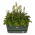 Plant pot Elho 462726936000 Green