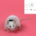 Coleira isabelina para roedores KVP Transparente 7.5-10 cm