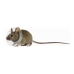 Coleira isabelina para roedores KVP Transparente 2.5-3.2 cm