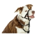 Ошейник для дрессировки собак Company of Animals Halti Чёрный Намордник (29-36 cm)