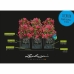 Samozavlažovací květináč Lechuza Světle šedá 100 x 32,5 x 34,5 cm Obdélníkový