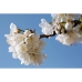Körpercreme L'Occitane En Provence Fleurs De Cerisier 30 ml